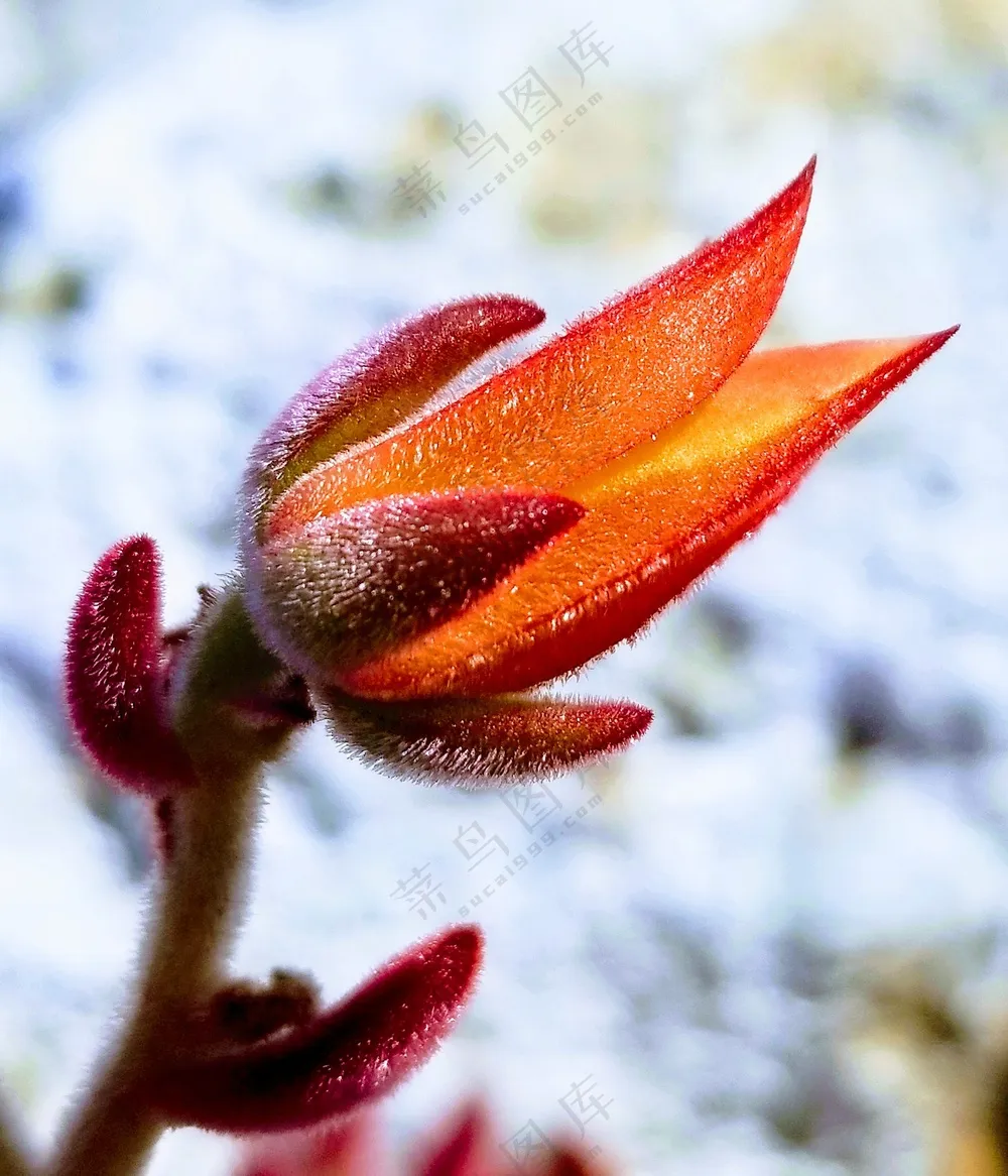 冬季橙色花朵含苞待放图片