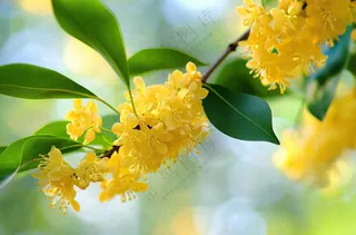 树枝上的小黄花植物摄影图