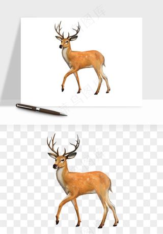 手绘梅花鹿小鹿麋鹿png免抠