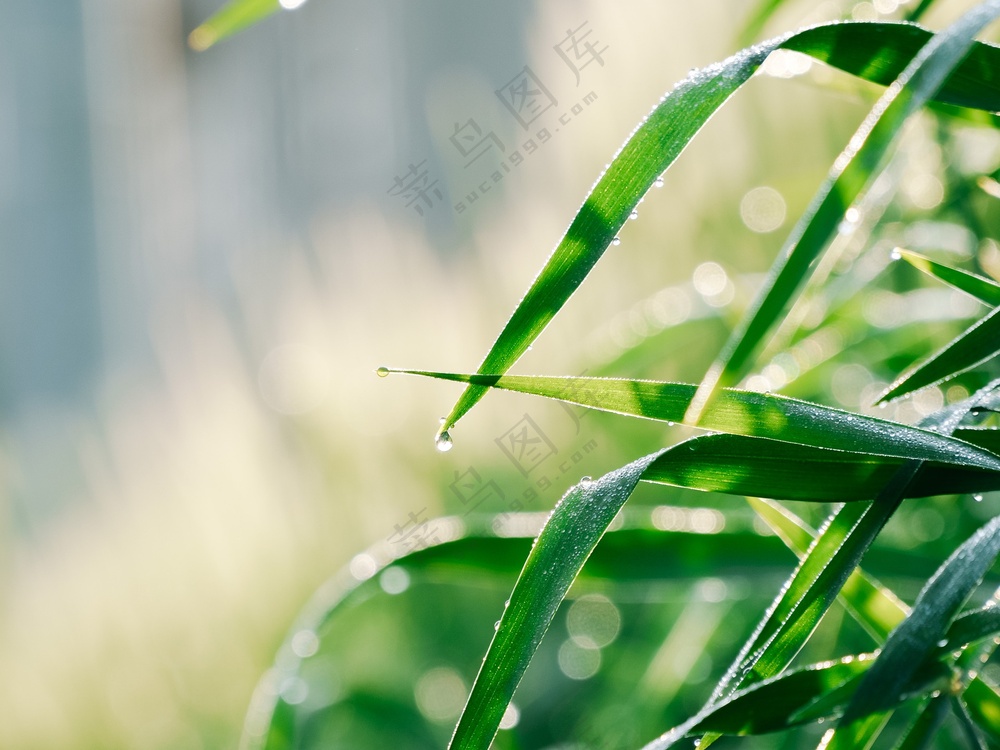 雨后小麦叶子小清新摄影图片