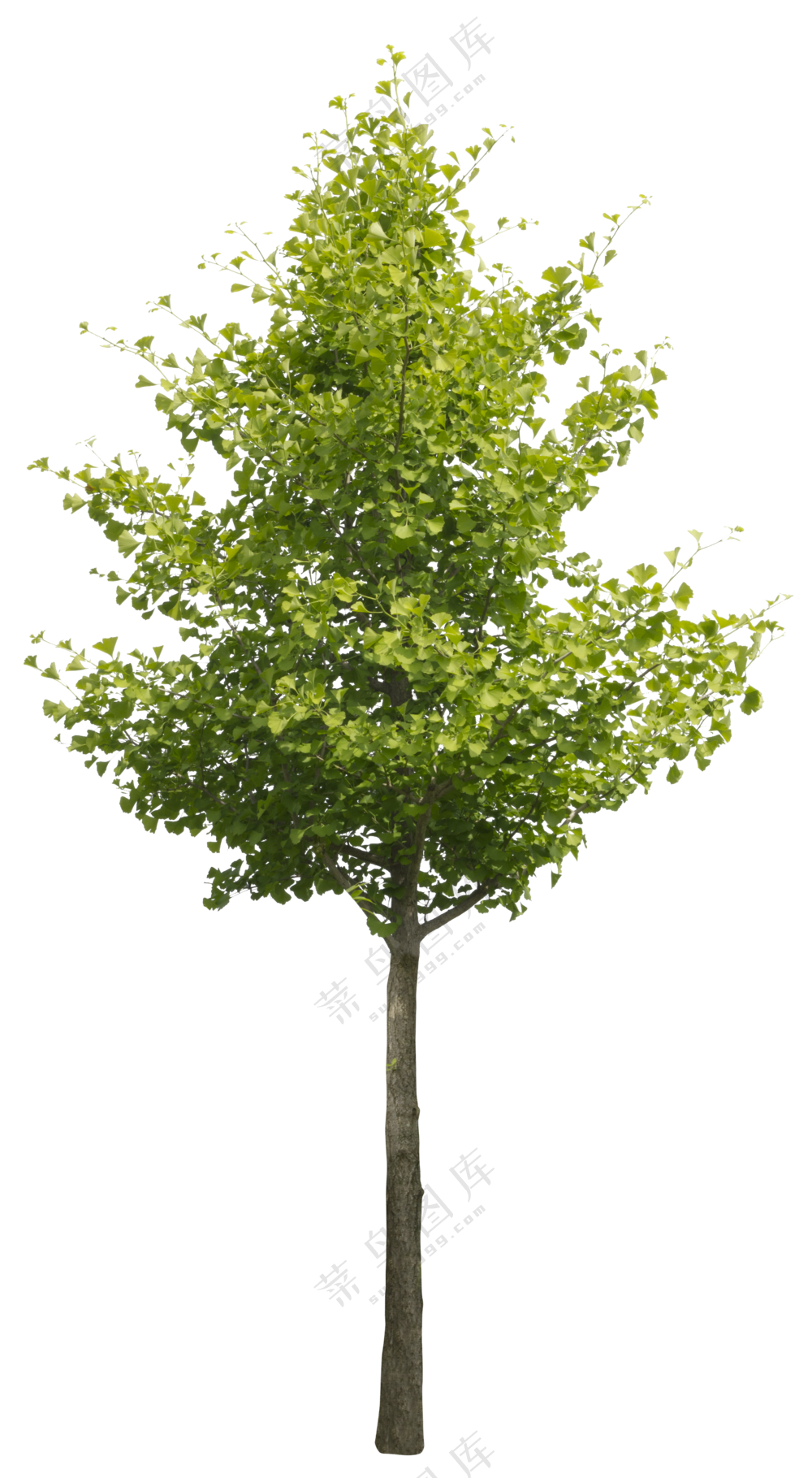 PNG免扣植物树木拼贴素材