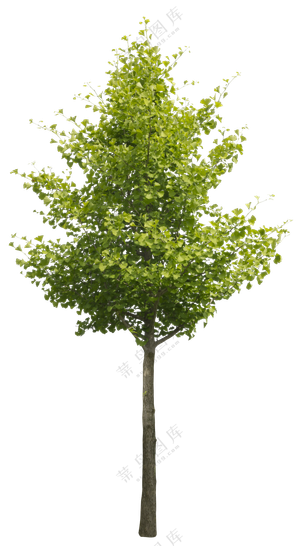 PNG免扣植物树木拼贴素材