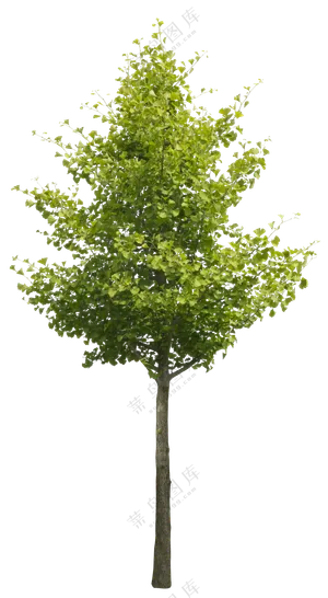 PNG免扣植物树木拼贴素材