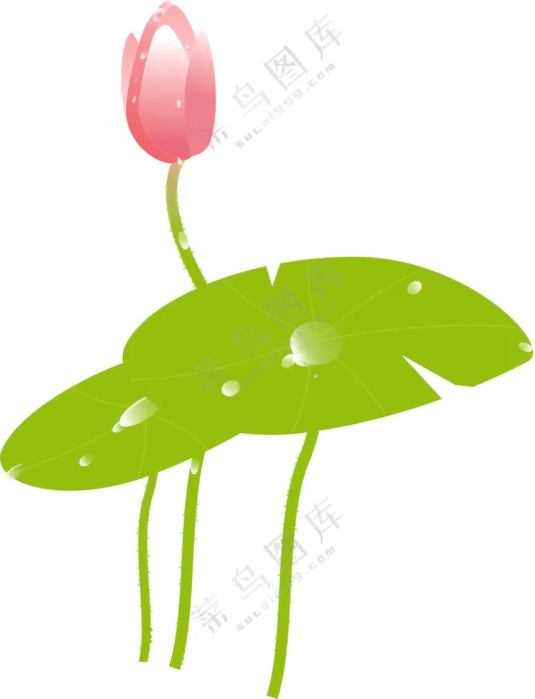 含苞待放的荷花