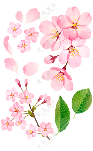 花朵  花束  粉色的花 叶子  透明素材   免扣素材