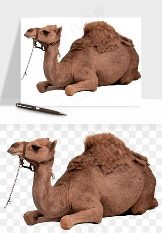 骆驼动物png免抠