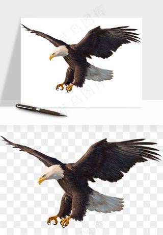 老鹰雄鹰展翅png免抠
