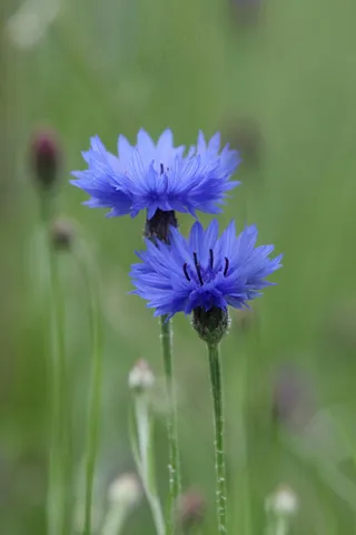 蓝色菊花的近处特写