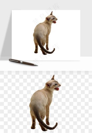 猫咪喵星人狗狗宠物元素png免抠