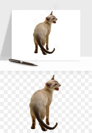 猫咪喵星人狗狗宠物元素png免抠