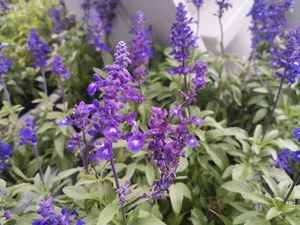 紫色的小花