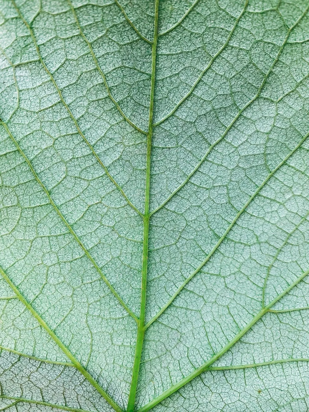 清晰纹理的植物叶片
