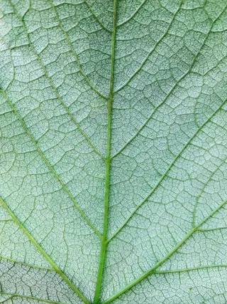 清晰纹理的植物叶片