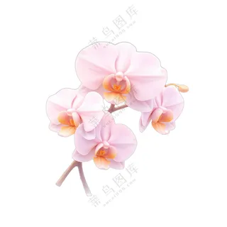 粉色兰花绽放美丽