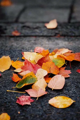 秋天道路上的落叶秋分摄影图