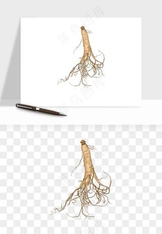 人参养生药材png免抠