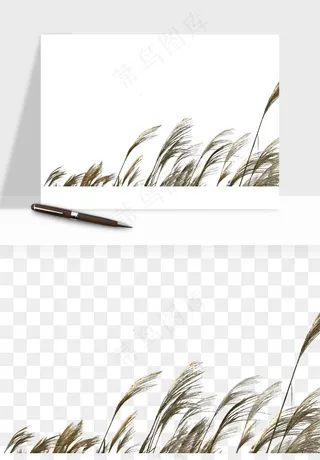 植物芦苇蒲苇香蒲png免抠