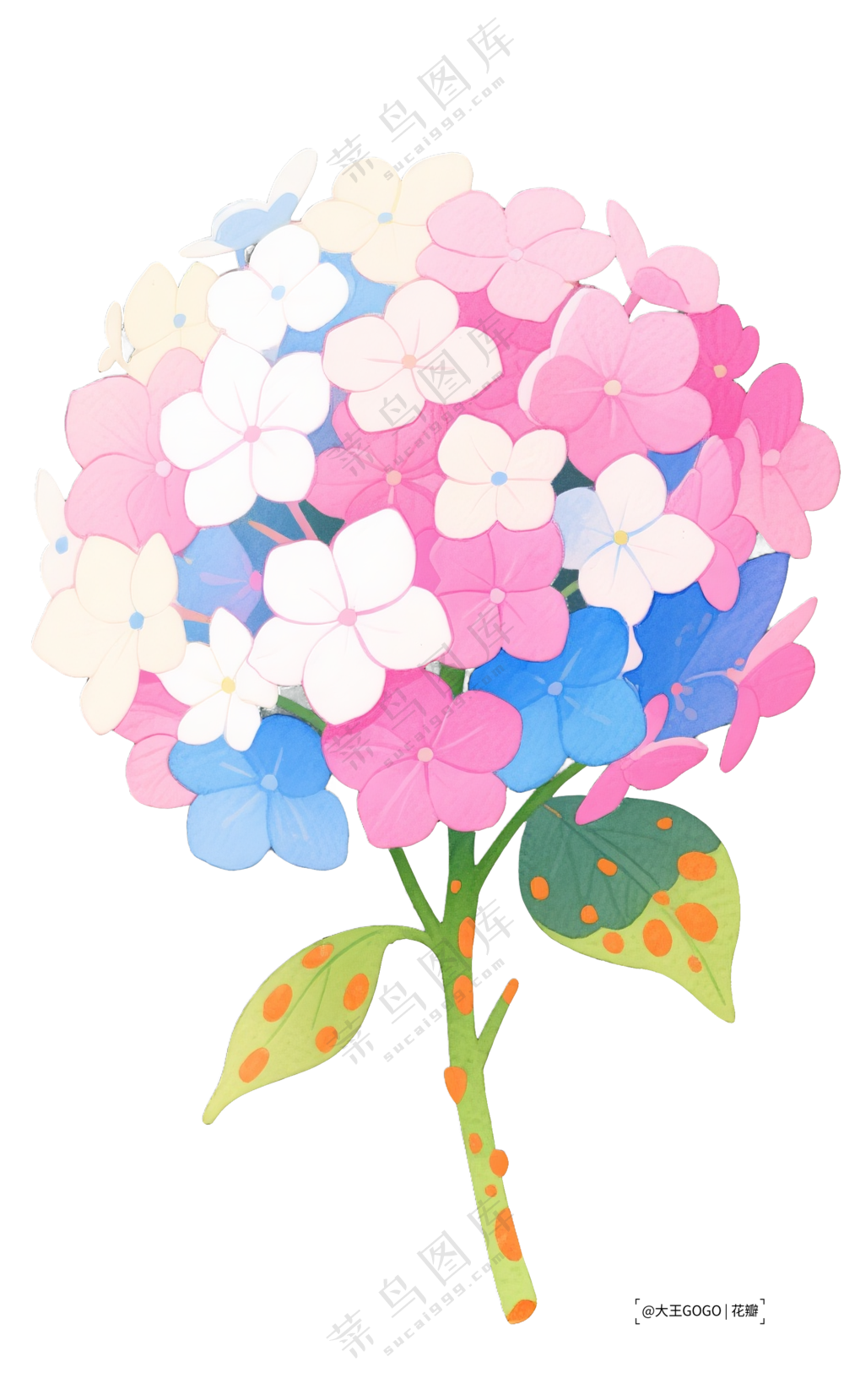 卡通绣球花