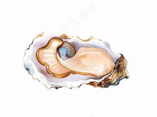 生蚝海鲜海洋卡通插画免抠