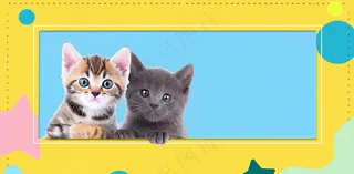 宠物常识宠物攻略猫狗卡通插画背景