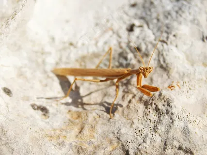 阳光下的橙色螳螂