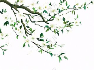 树上的白花春天植物绿叶插画免抠