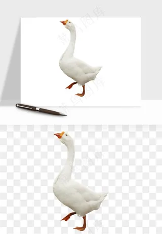 鸭子小鸭png免抠