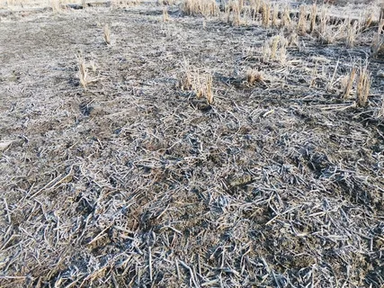 冬天乡村田里的霜