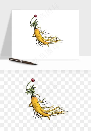 人参养生药材png免抠