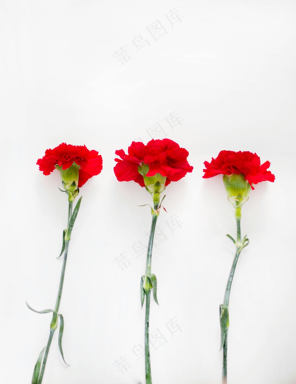 三朵盛开的红色花朵，背景纯净如白