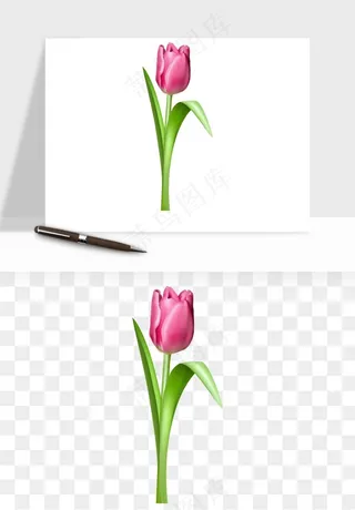 荷兰郁金香鲜花png免抠