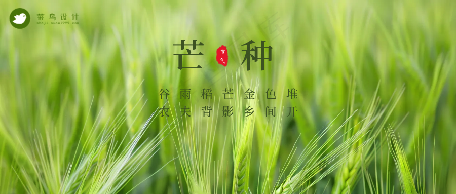 芒种公众号首图