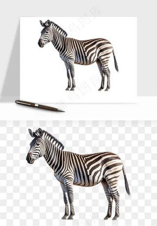 斑马动物png免抠