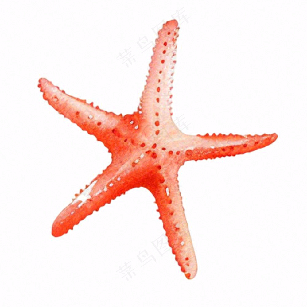 海星海洋生物卡通插画免抠