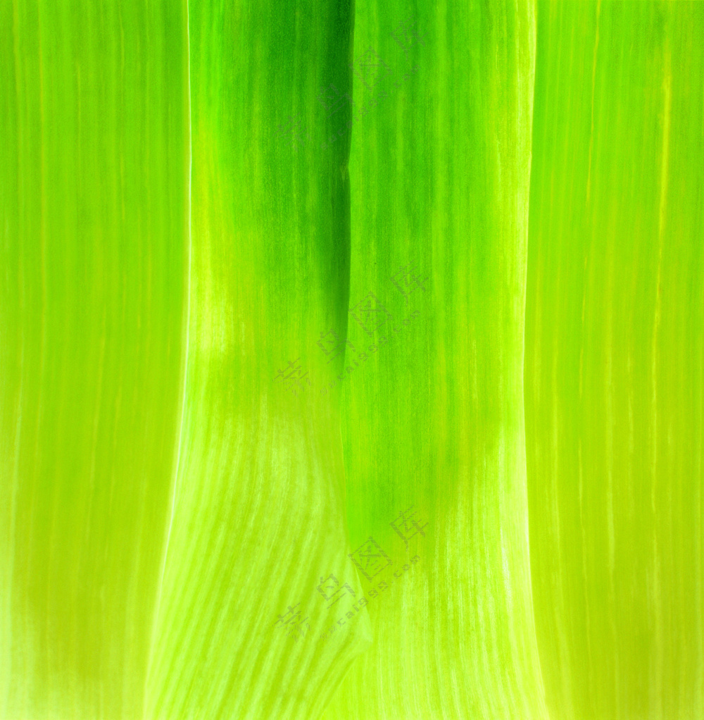 蔬菜切面图片 (2)