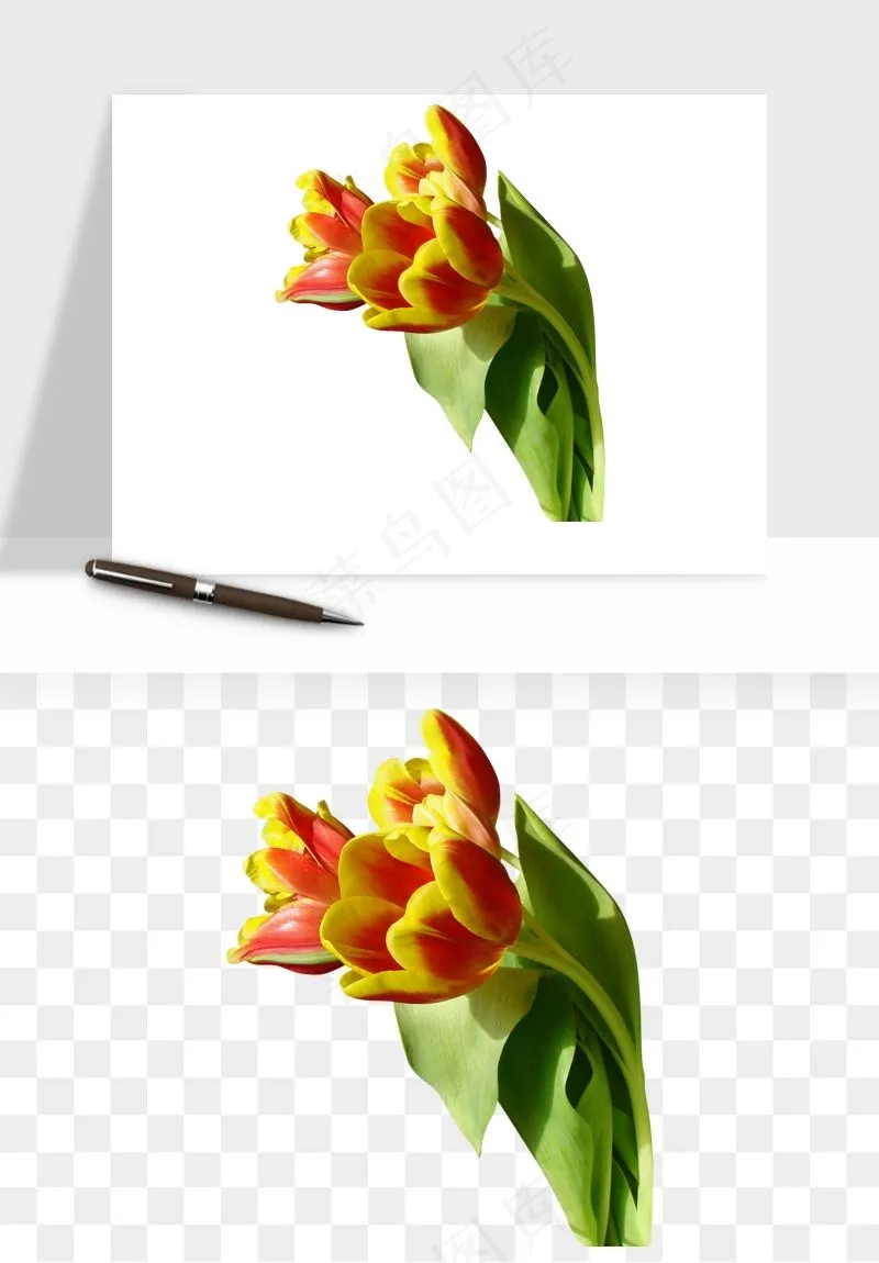 荷兰郁金香鲜花png免抠