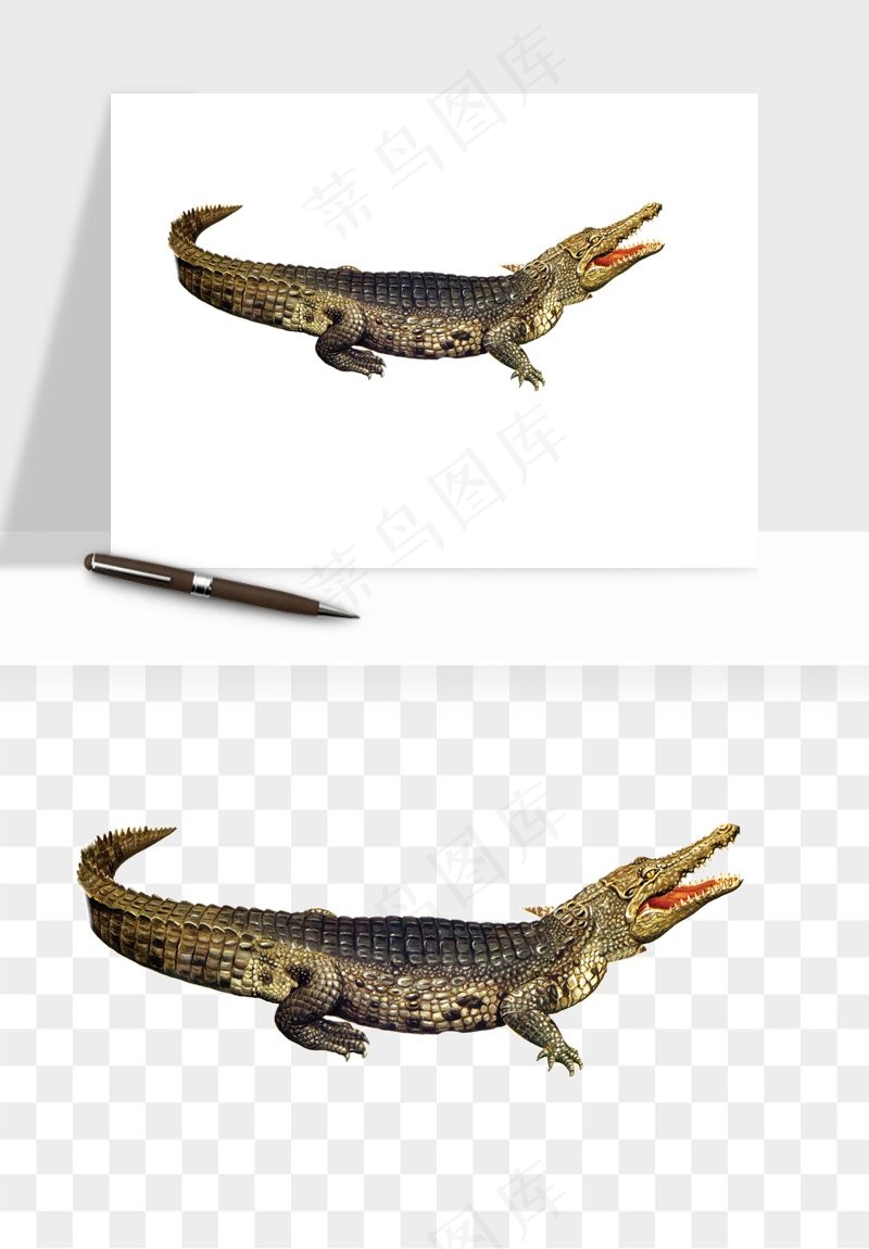 鳄鱼动物png免抠