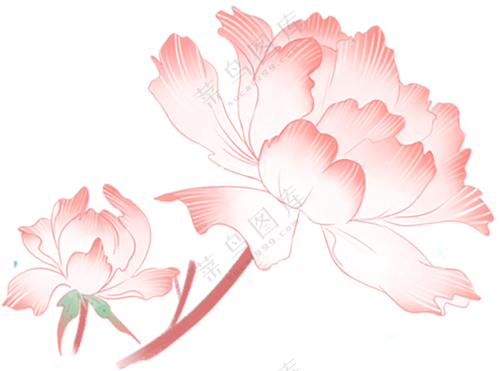 粉色的花卉