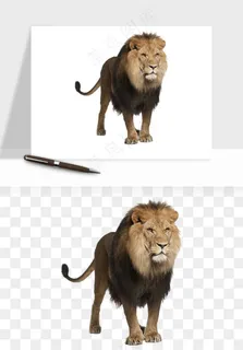 狮子雄狮狮王动物png免抠