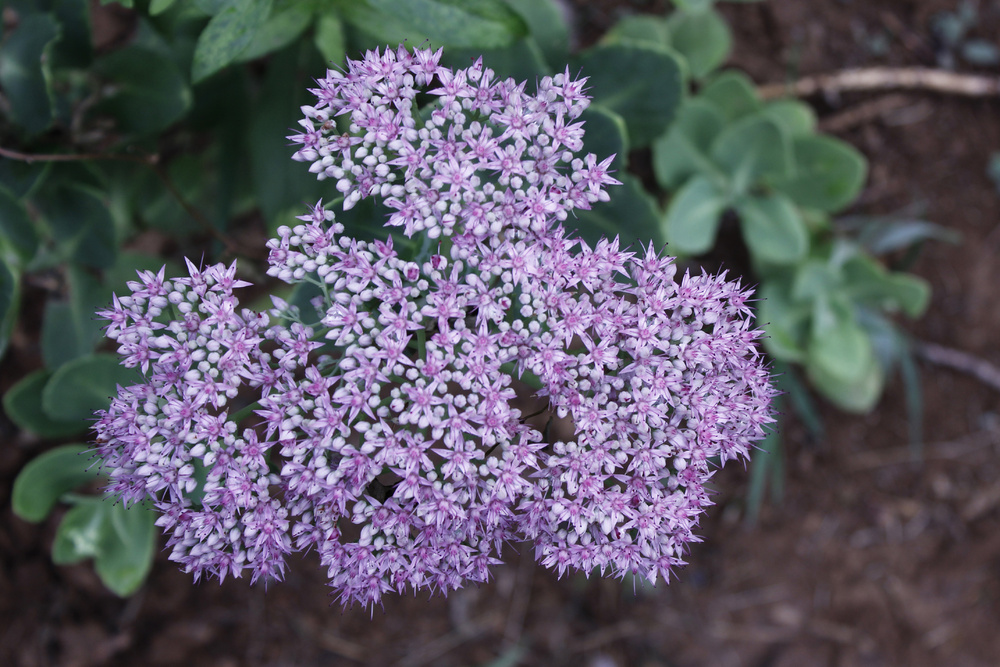 粉白色观赏花卉 八宝