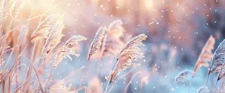 冬天下雪天的芦苇荡夕阳晚霞小雪大雪摄影图