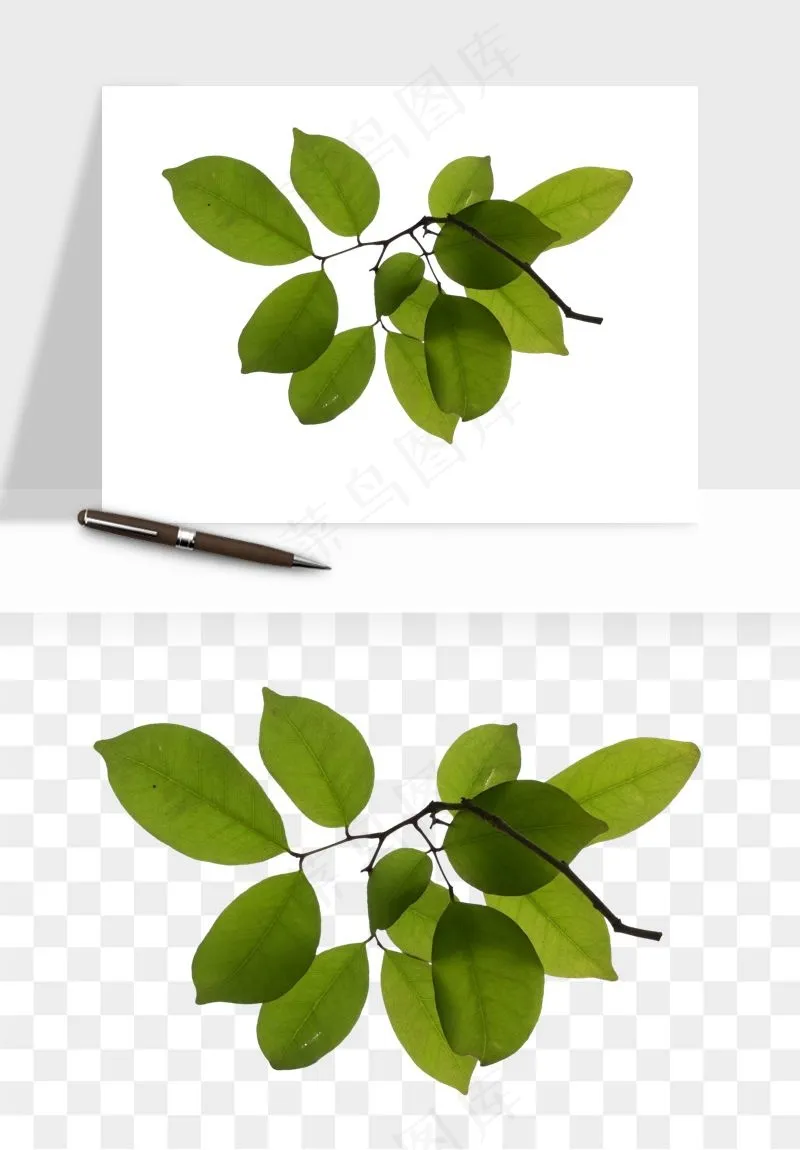 绿叶虚化前景树枝png免抠