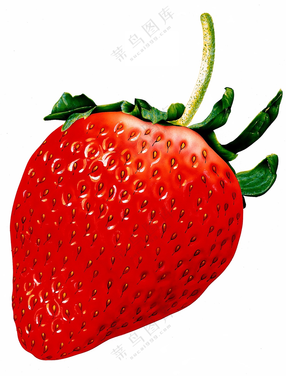 水果草莓图片素材 (12)