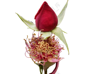 月季花含苞待放