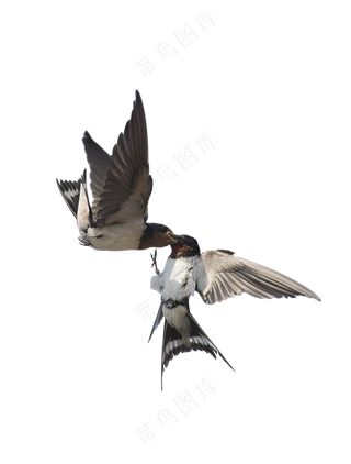 png免抠燕子鸟类动物