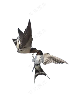 png免抠燕子鸟类动物