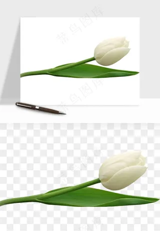 荷兰郁金香鲜花png免抠