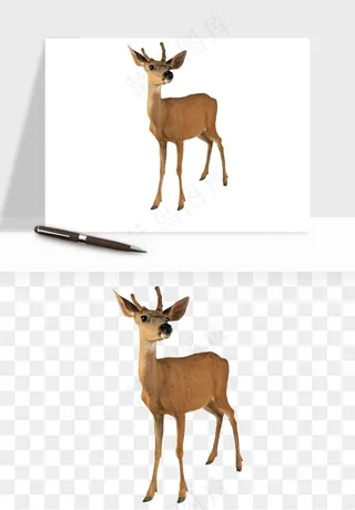 手绘梅花鹿小鹿麋鹿png免抠