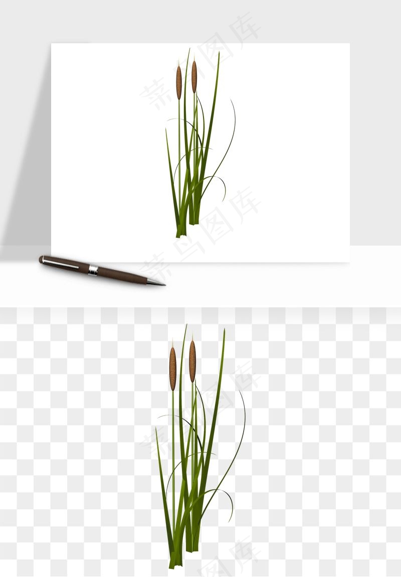 植物芦苇蒲苇香蒲png免抠