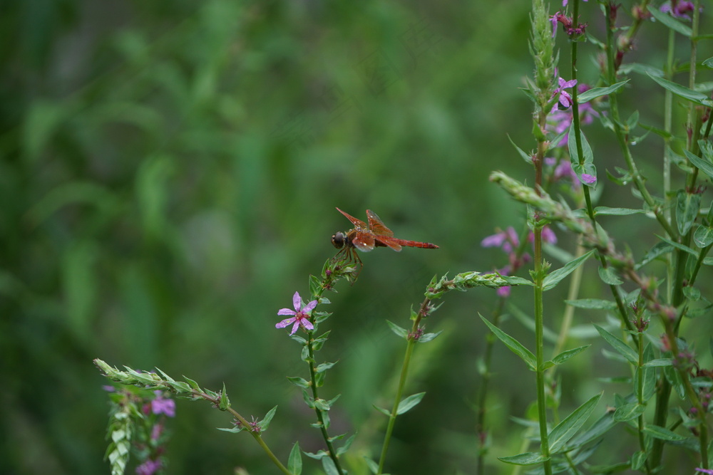 雨中的蜻蜓